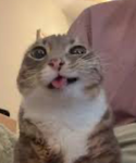 Little paws kitty
