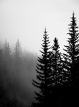 DARKFORREST