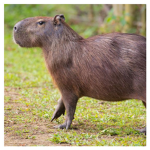 Capybara admirers