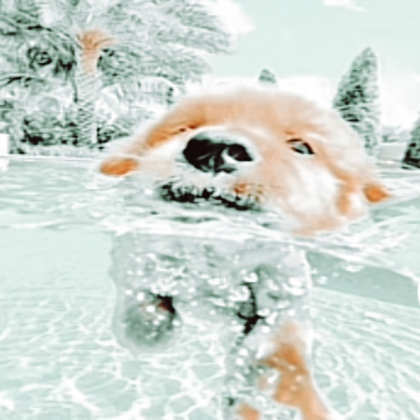 Preppy dog Roblox decal