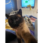 LYLA CAT LOVE