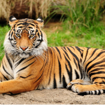 Save The Tigers club!!