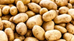 TEAM POTATOE