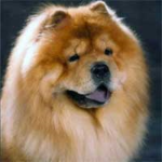 Chow chow lovers