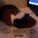 The Guineapigs