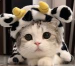 Kitty Kat gurl