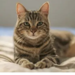 Cat kings are Cute