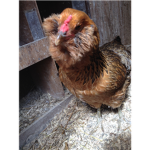Chicken Lovers (Animal)