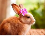 Rabbit queen