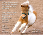 horse's are amazing