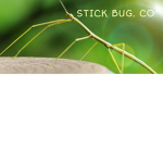 Stick bug. Co