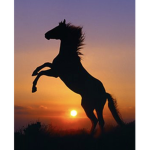 Red Wood Riding Academy