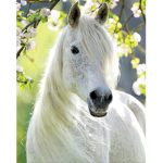 Horse Paradise!