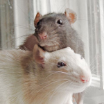 rats office