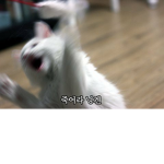 백골 헌병 그룹