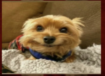 Very funny dog squad