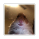 los hamster's