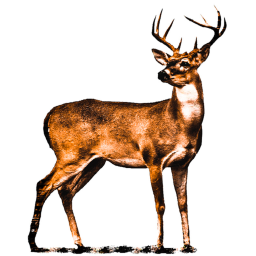Antler Hangout
