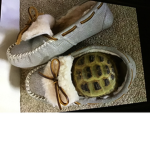 ALL HAIL MY TORTOIS HEDWIG