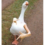 Duck Security Team