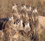 da meerkats