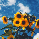 •~Sunflower Group~•