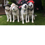 Husky Fannnn