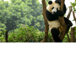 The panda squad is so cool