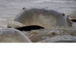 Horseshoe Crabs United