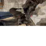 Puppy funn