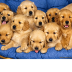 The loving puppies