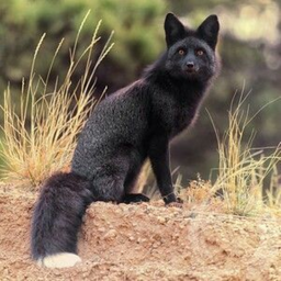 Gang of the Black Foxs base