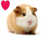 Guina Pig Lovers