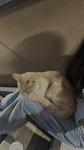 Cookiecutejaz