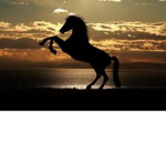 horse for life