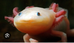 SLAY AXOLOTLS
