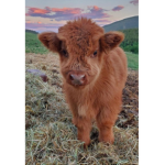 Cows are cuteeeee