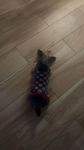 Dogisbest