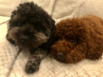 Finn’s Freinds Group
