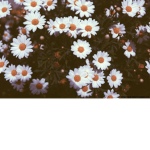 darlingdaisies
