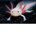 The Amazing Axolotl