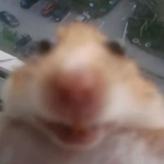 SKOOPDOOP