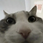 TowersF