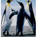 Iced_T_icebergs
