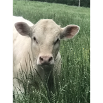 group for people who like cows