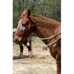 .:+Millies’s Western Horses+:.