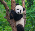 Panda klubben