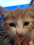 simba's litterbox