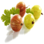 GOOЅEBERRIES