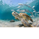 Save the Turtles! (eat your plastic)